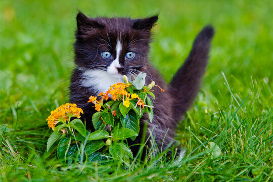 Cute Black and White Kitten Exploring a Butterfly and Flowers in the Grass
