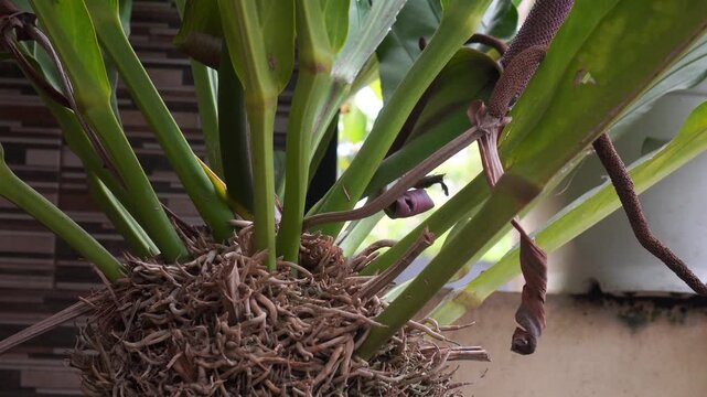 water pouring onto the textured roots of an Anthurium plant.