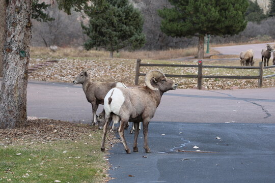Bighorn Ram with a Ewe During the Rut in Colorado.