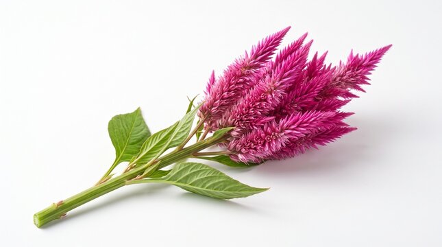 Fresh Vibrant Pink Celosia Cristata Cockscomb Flower Stem Isolated on White Background