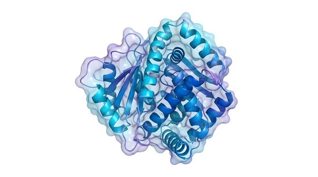 3d structure of a protein molecule showing alpha helices and beta sheets, a molecular model of a biological enzyme isolated on white background