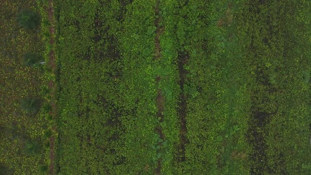 An aerial view showing dense wild vegetation covering abandoned land, with clearly visible rows and dark-colored patches of soil in a tropical area.