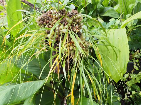 Hanging Wild Epiphytic Orchid Plant Mounted on Wood in Garden