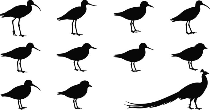Wading birds and peacock vector silhouette set featuring black silhouettes of ibis sandpiper snipe plover and peafowl isolated on white background