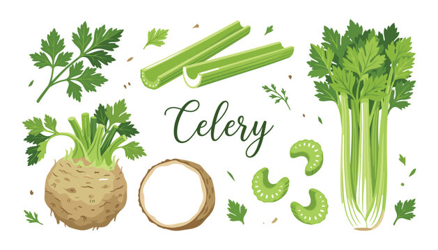 Fresh green celery vector illustration set. Stalks, leaves, root, slices, celeriac, pieces and raw vegetables.