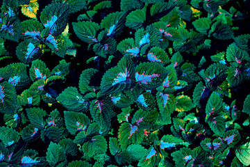 green leaves, abstract beautiful leaves texture, nature background and wallpaper concept © Sirapob