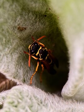 the wasp on a leaf