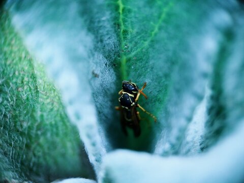 bee on a leaf