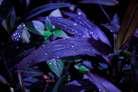 Dewdrop on a leaf. violet leaves with water droplets on green nature background.