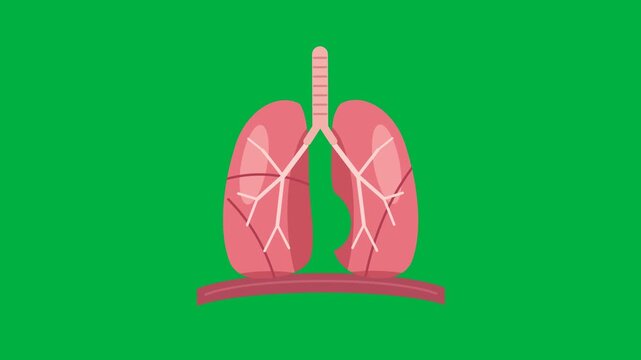 Animated Breathing Human Lungs Diagram on Green Screen