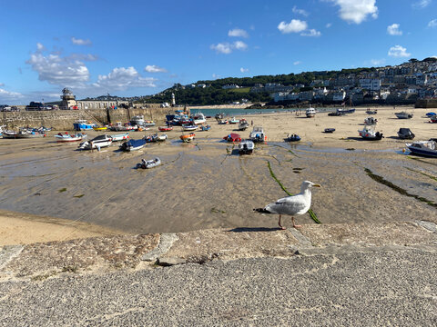 Silver gull on concrete quay with beached fishing boats and coastal town with lighthouses, St Ives, England