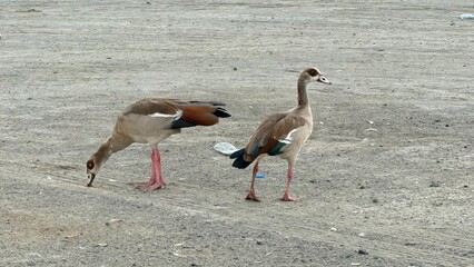 A pair of Egyptian geese standing side by side on open paved ground, displaying their distinctive markings. © Mekarim1983