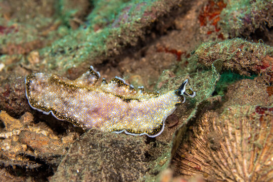 Acanthozoon is a genus of polyclad flatworms belonging to the family Pseudocerotidae. Seen in Tufi fjords of Papua New Guinea