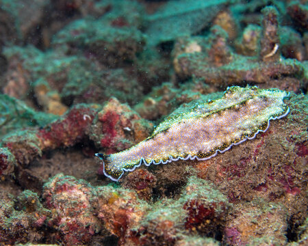 Acanthozoon is a genus of polyclad flatworms belonging to the family Pseudocerotidae. Seen in Tufi fjords of Papua New Guinea