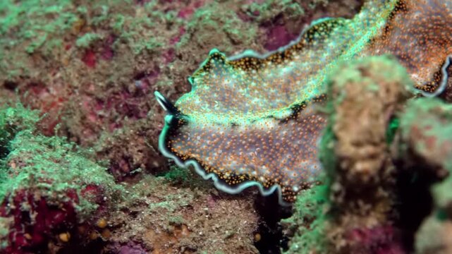 Acanthozoon is a genus of polyclad flatworms belonging to the family Pseudocerotidae. Seen in Tufi fjords of Papua New Guinea