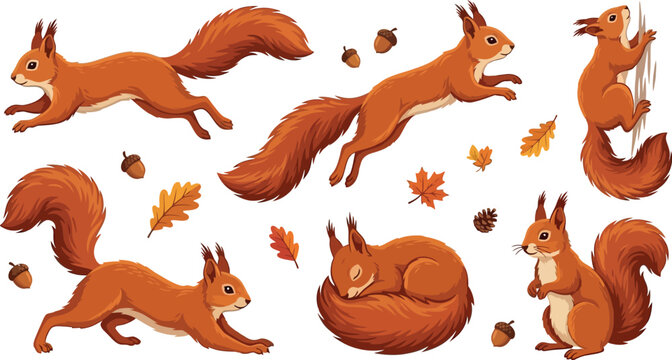 Set of realistic red squirrels in different poses running jumping climbing and sleeping with acorns