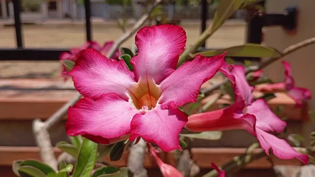 A beautiful adenium flower, swaying gently in the breeze