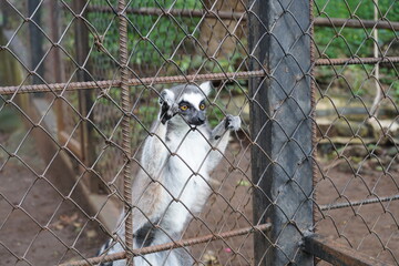 Ring tailed lemur looking through wire fence in zoo cage concept of animal captivity and freedom © Siwaporn