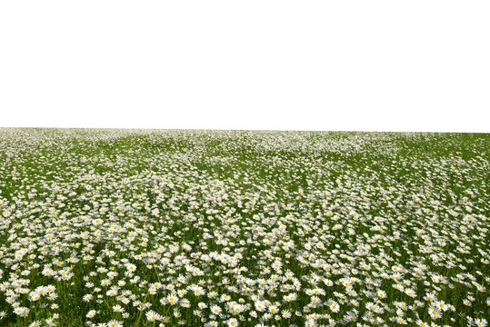 Marguerite daisies on the meadow isolated on a transparent PNG background.Spring flower.	