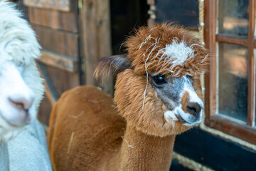 Close-up portrait of a brown alpaca with a fluffy tuft and straw bits in its fleece in front of a wooden barn. Partial view of a white alpaca on the left, set against a rustic wooden house with a wind © Adam
