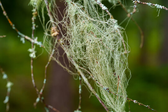 Wispy pale green beard lichen hangs in tangled threads from a thin bare branch in a damp woodland. Soft, blurred forest tones frame the delicate lace-like strands in this detailed macro nature scene