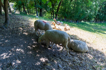 A flock of woolly sheep and tan goats rests in the cool dappled shade of tall trees on a sunny hillside pasture. A wire fence and dense green forest surround these calm farm animals on hot summer day © Aimur