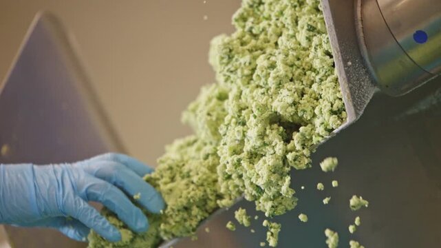 A blue-gloved hand guides a crumbly green food mixture as it falls from a metal processing machine.