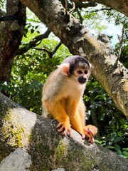 Cute wild squirrel monkey © smile