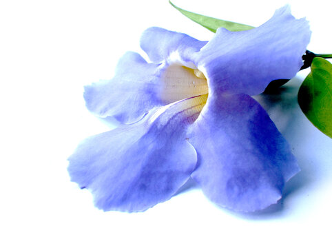 Rang Chuet flower (from the plant with the scientific name *Thunbergia laurifolia* Lindl., in the family Acanthaceae