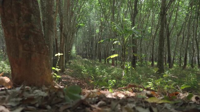 Rubber plantation featuring visible tapping cuts and collection containers attached to the tree trunks.