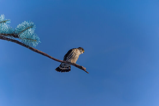 Merlin (Falco columbarius), natural scene from Lake Michigan