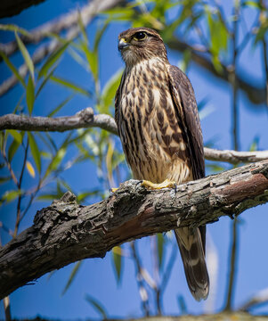 Merlin (Falco columbarius), natural scene from Lake Michigan