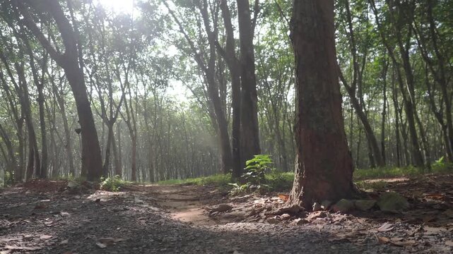Rubber plantation featuring visible tapping cuts and collection containers attached to the tree trunks.