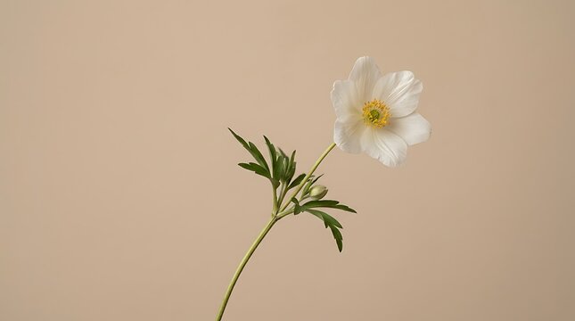 Beautiful white anemone flower with delicate green leaves against soft neutral beige studio background