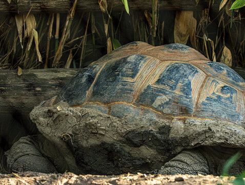 Giant tortoise (Aldabrachelys gigantea) resting in its shelter, showing its domed patterned shell and scaly legs. Long-lived reptile from the Seychelles.