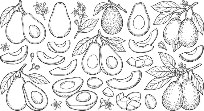 Fresh avocado fruit botanical collection black and white outline vector illustration featuring whole halves 