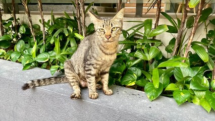 Watchful Tabby Cat Sitting in an Urban Green Space © Riki