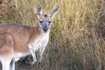 Agile wallaby, Notamacropus agilis, also known as Sandy Wallaby, standing in dry grass in northern Australia. Native to Western Australia, Northern Territory, Queensland and southern New Guinea © BJP7images