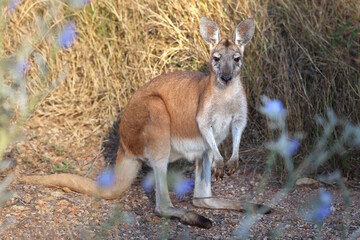 Agile wallaby, Notamacropus agilis, also known as Sandy Wallaby, standing in dry grass in northern Australia. Native to Western Australia, Northern Territory, Queensland and southern New Guinea © BJP7images
