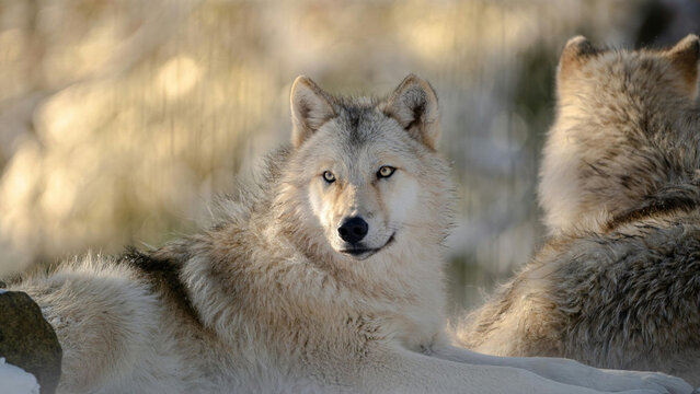 Two Grey Wolves Resting Close Together in Warm Golden Light in a Snowy Woodland Setting