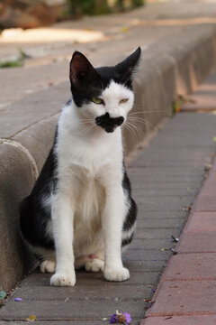 Black and white tuxedo cat with distinctive black mustache marking sitting on sidewalk. 