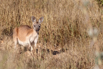 Agile wallaby, Notamacropus agilis, also known as Sandy Wallaby, standing in dry grass in northern Australia. Native to Western Australia, Northern Territory, Queensland and southern New Guinea © BJP7images