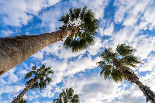 Low angle view, palm trees, Antalya