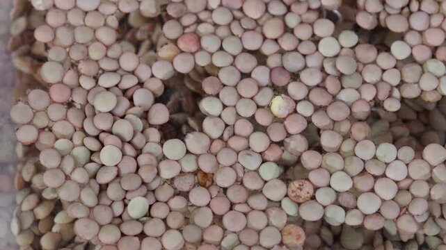 Close-up pan over lentils soaking in water before cooking