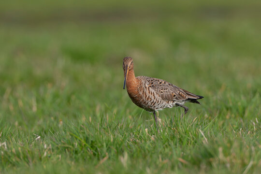 Black-tailed Godwit, Limosa limosa