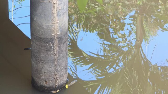 concrete bridge pillar standing in canal water with palm tree foliage reflection on natural river surface close up view