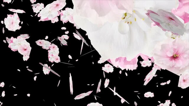 Animated Pink Cherry Blossom Flowers Falling Down on Black Background
