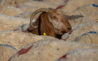 Close-up of a brown-headed sheep with curved horns and a yellow ear tag among a densely gathered flock of sheep. © kenan