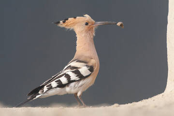 Eurasian Hoopoe, Upupa epops © Marc