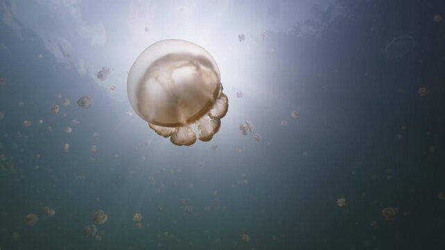 The spotted jellyfish (Mastigia papua) or Papuan jellyfish moves in the marine lake against the sun. The species were isolated to the marine lake and underwent various adaptations